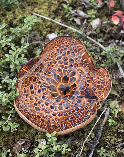 Massive Mushroom (KGA_IMG_5586_8.10)